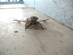 Lethocerus medius