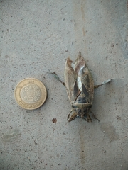 Lethocerus medius