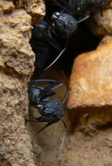 Camponotus eugeniae