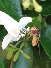 Episyrphus balteatus