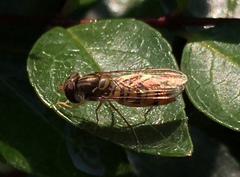 Episyrphus balteatus