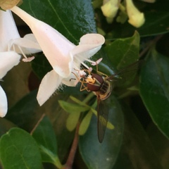 Episyrphus balteatus