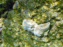 Irciniidae
