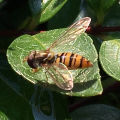 Episyrphus balteatus