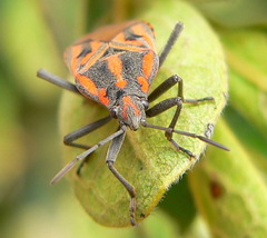 Spilostethus rivularis