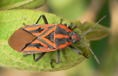 Spilostethus rivularis