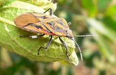 Spilostethus rivularis