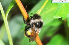 Bombus ganjsuensis