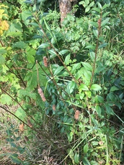 Bistorta officinalis