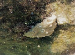 Irciniidae