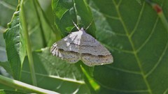 Perizoma parallelolineatum