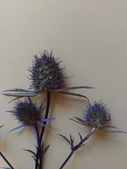 Eryngium planum