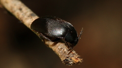 Leiodidae