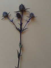 Eryngium planum