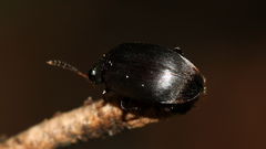 Leiodidae