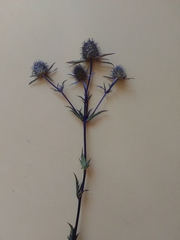 Eryngium planum