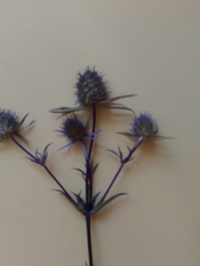 Eryngium planum