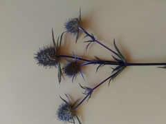 Eryngium planum