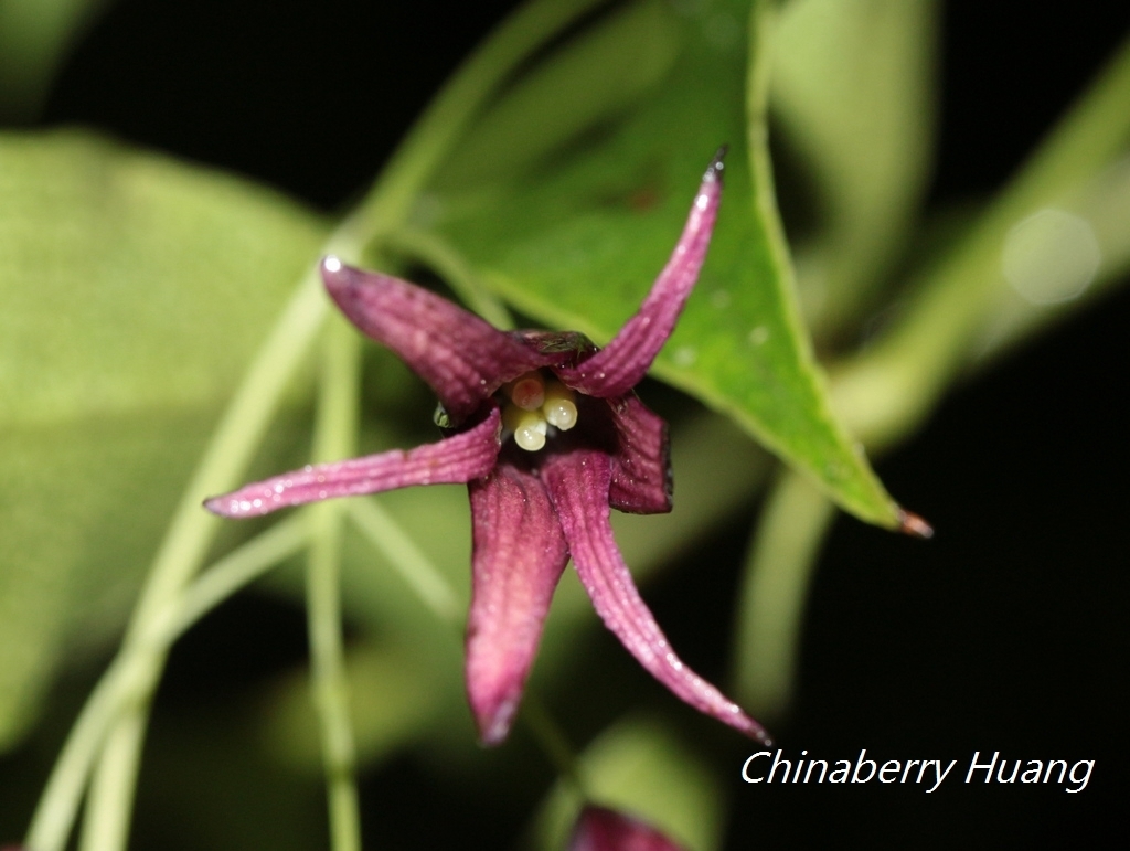 Stauntonia purpurea