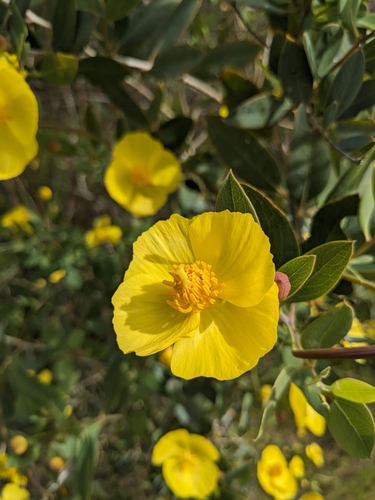 Image of Dendromecon harfordii by (c) Aaron Kreisberg, some rights reserved (CC BY)