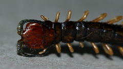 Cormocephalus westwoodi