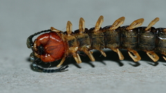 Cormocephalus westwoodi