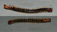 Cormocephalus westwoodi