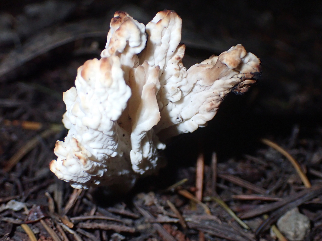 Clavulina rugosa · April 2025 · photo: © joyceanny (iNaturalist, cc-by)