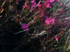 Argiope trifasciata