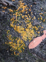 Anthracobia muelleri