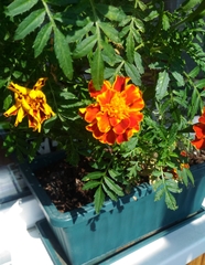 Tagetes