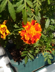 Tagetes