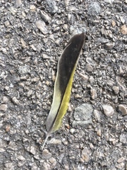 Chloris chloris