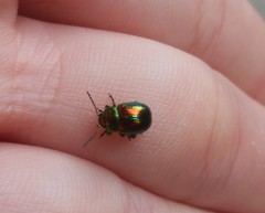 Chrysolina fastuosa