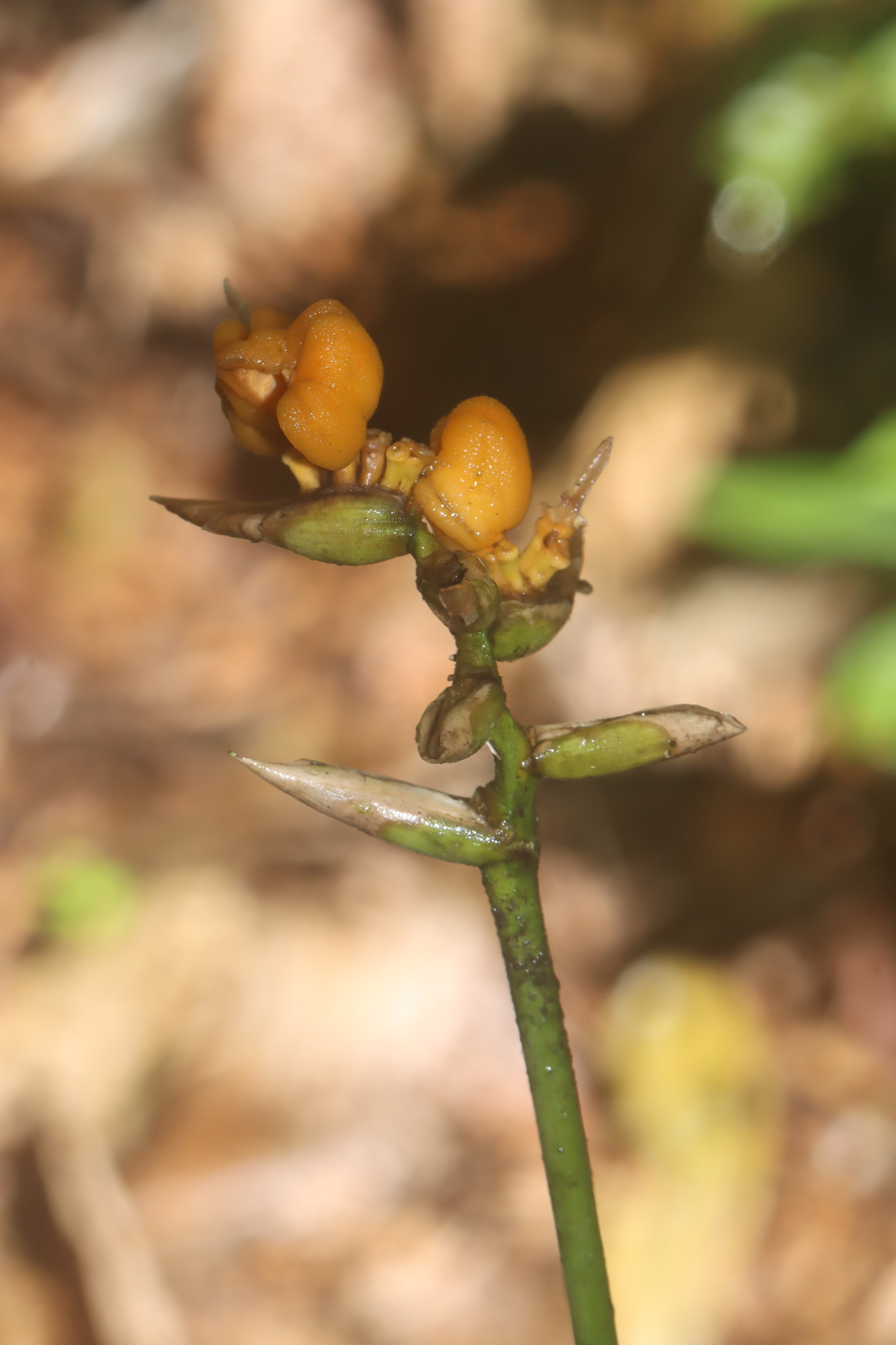 Imagem de Maranta-zebrina