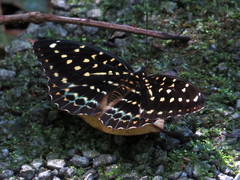Lexias dirtea merguia