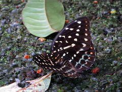 Lexias dirtea merguia
