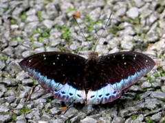 Lexias dirtea merguia