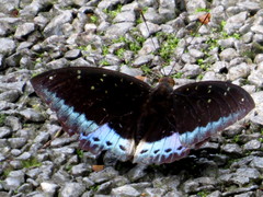 Lexias dirtea merguia
