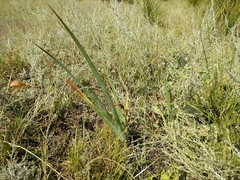 Iris halophila