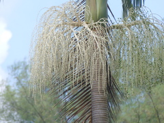 Arecaceae