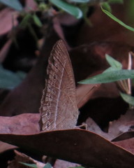 Mycalesis janardana