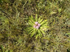 Cirsium acaule esculentum
