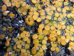 Anthracobia muelleri