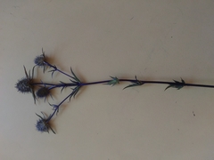 Eryngium planum