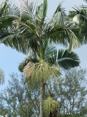 Arecaceae