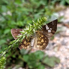 Pseudocoladenia dea