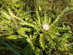 Cirsium acaule esculentum