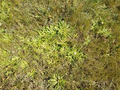 Cirsium acaule esculentum