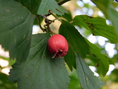 Crataegus